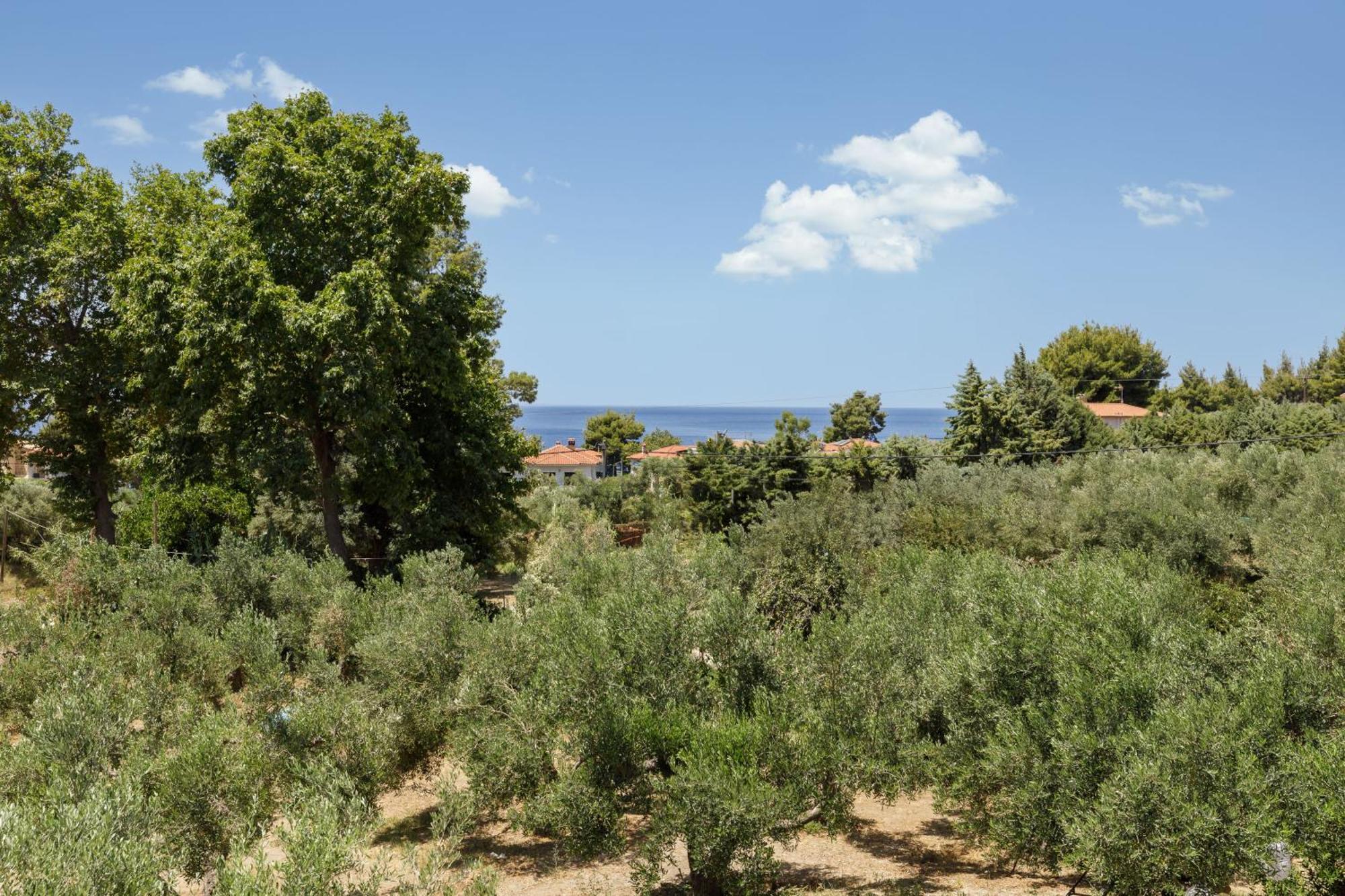 Olea By Halu!, Cozy In Nikiti Lagomandra